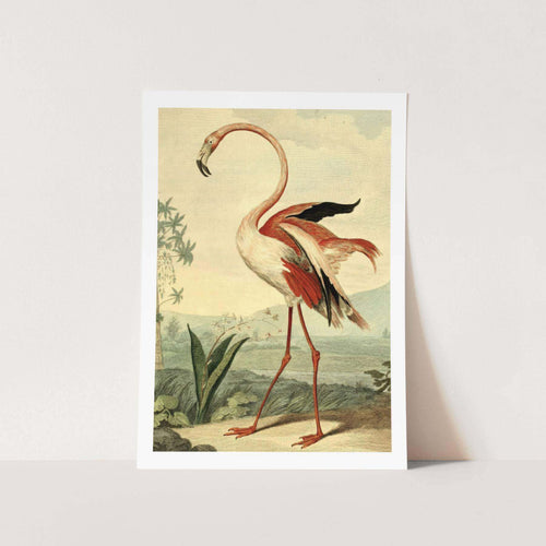 American Flamingo Art Print
