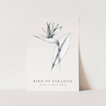 Bird of Paradise Native to South Africa Art Print