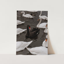 Load image into Gallery viewer, Black Swan by Maleene Hinrichsen Art Print