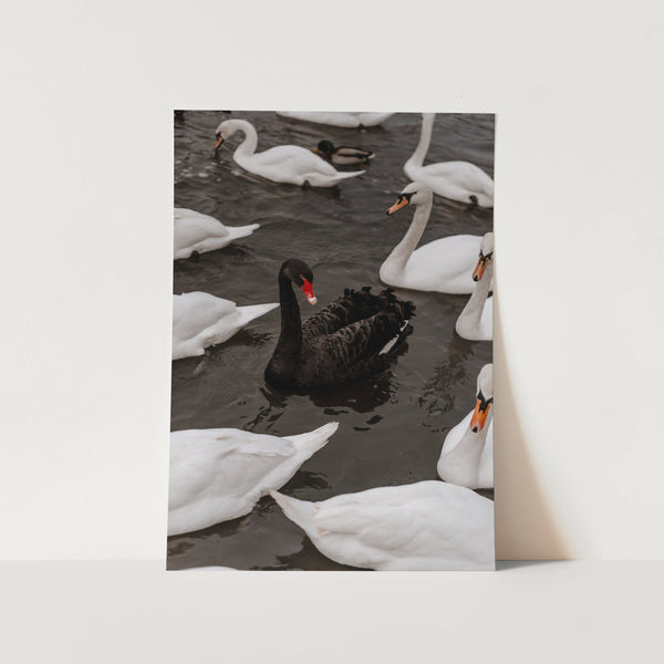 Black Swan by Maleene Hinrichsen Art Print