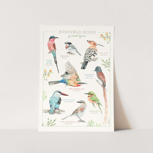 Bushveld Birds Art Print
