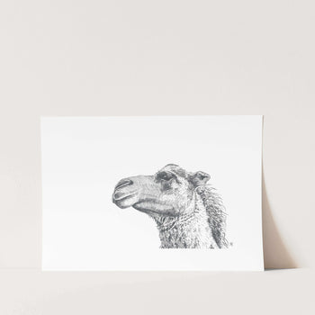 Camel of Provision Art Print