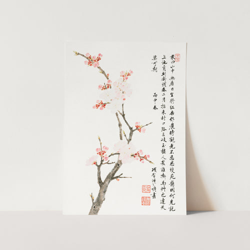 Chinese Cherry Blossom Art Print