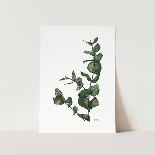 Eucalyptus Art Print
