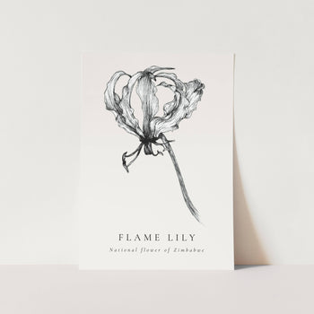 Flame Lily National Flower of Zimbabwe Art Print