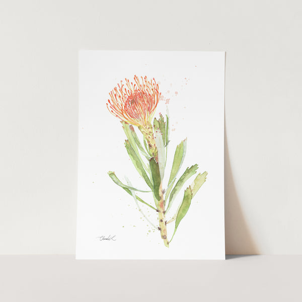 Fynbos Orange Pincushion Art Print
