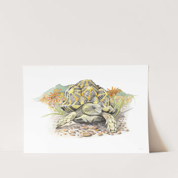 Geometric Tortoise Art Print