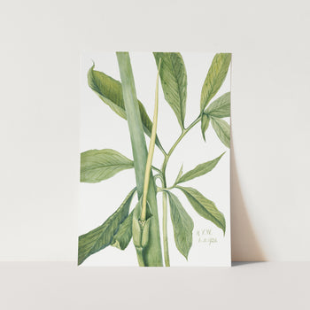 Greendragon (1920) PFY Art Print