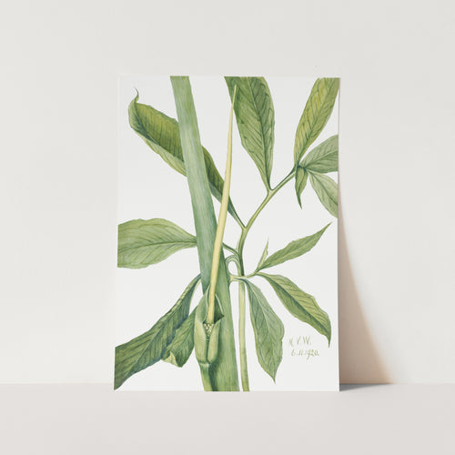 Greendragon (1920) PFY Art Print