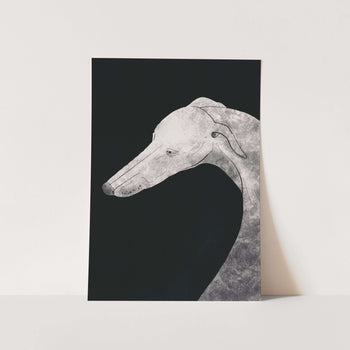 Greyhound Black and White 02 PFY Art Print