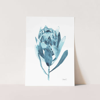 Indigo Blue Protea Art Print