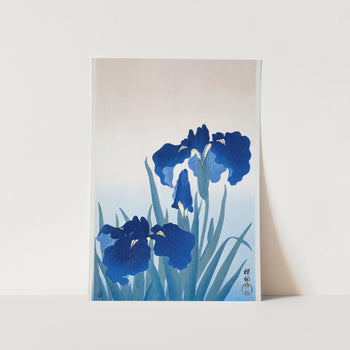 Iris flowers Art Print
