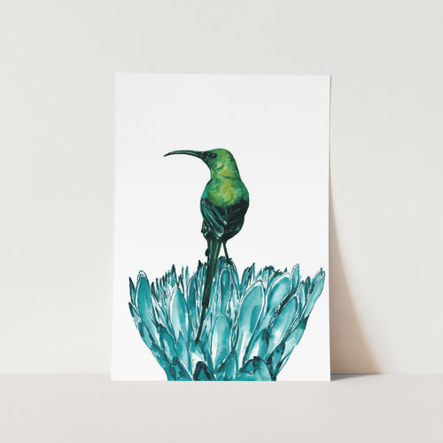 Green Malachite Sunbird Art Print