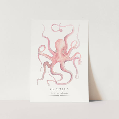 Octopus Vulgaris Art Print