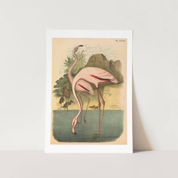 Pair of American Flamingos Art Print