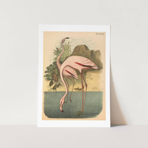 Pair of American Flamingos Art Print
