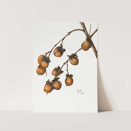 Persimmon (1920) PFY Art Print