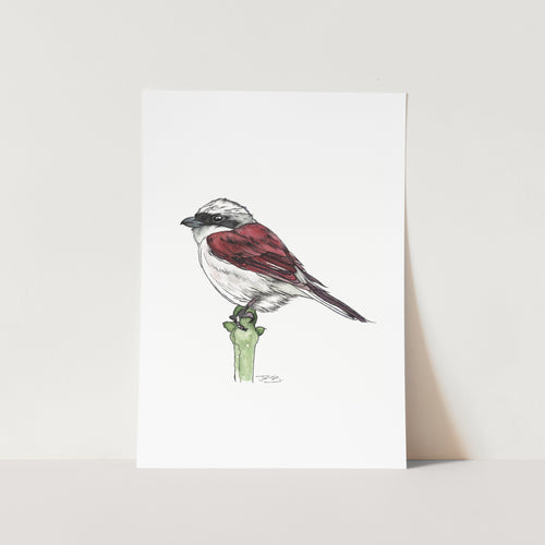 Red-Backed Shrike Art Print