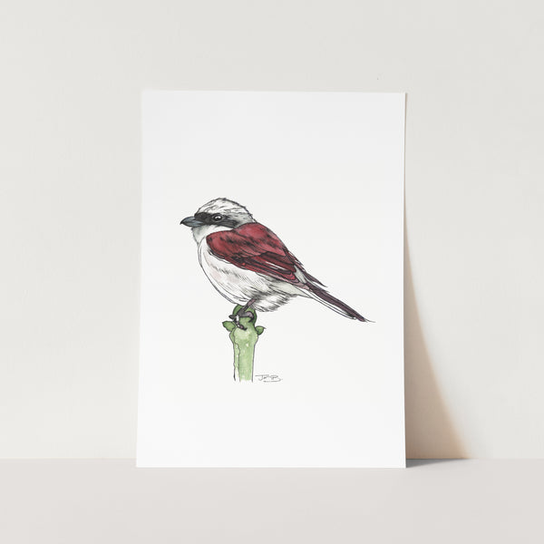 Red-Backed Shrike Art Print