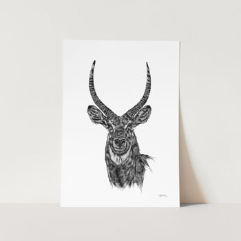Waterbuck by JMB Art Print