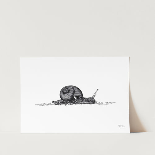 Snail by JMB Art Print