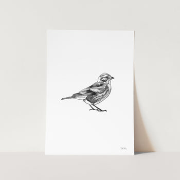 Sparrow by JMB Art Print