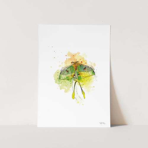 Luna Moth by JMB Art Print