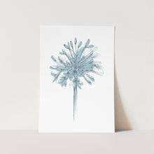 Load image into Gallery viewer, Agapanthus Silhouette Full Bloom Art Print