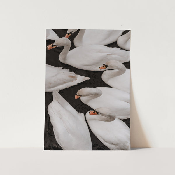 Swans by Maleene Hinrichsen Art Print