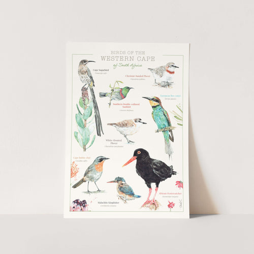 Western Cape Birds Art Print