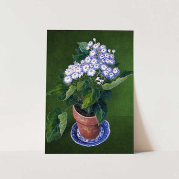 Cineraria, By Josephine PFY Art Print