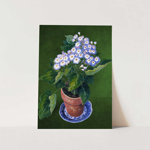 Cineraria, By Josephine PFY Art Print