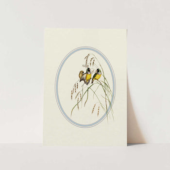 Gouldian Finches Illustration PFY Art Print