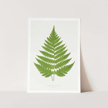 Acrostichum Alienum Art Print