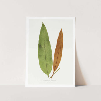 Acrostichum Brevipes Art Print