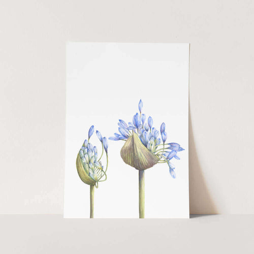 Agapanthus 2 Buds Art Print