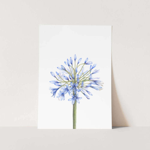 Agapanthus Full Bloom Art Print