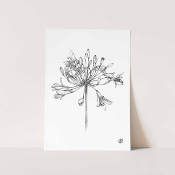 Agapanthus by Jenna Art Print