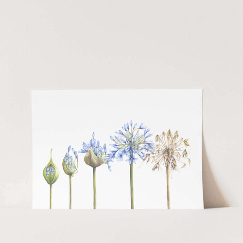 Agapanthus 'Circle of Life' Landscape Art Print