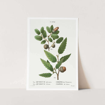 Aleppo Oak Art Print