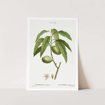 Almond Art Print