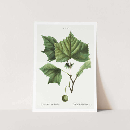 American Sycamore Art Print