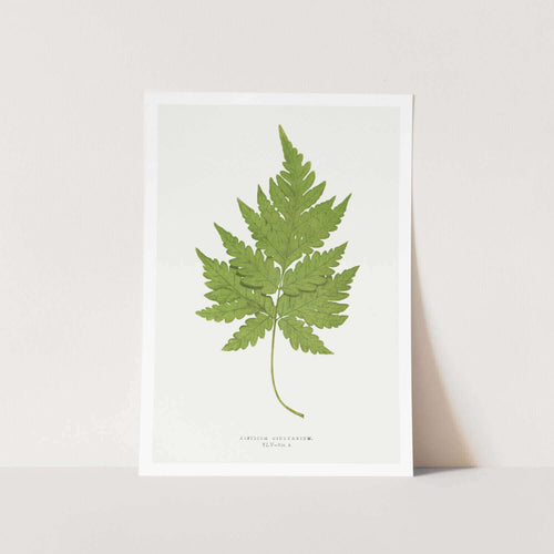 Aspidium Cicutarium Art Print