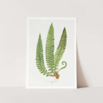 Aspidium Lonchitis Art Print