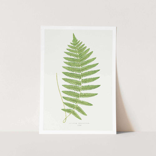 Aspidium Thelypteris Art Print