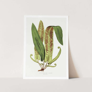 Asplenium Vulgare Art Print