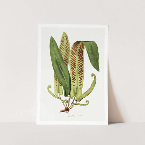 Asplenium Vulgare Art Print