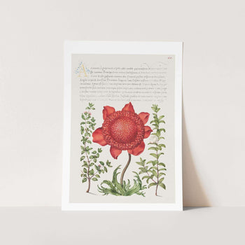art_print_vintage_flower