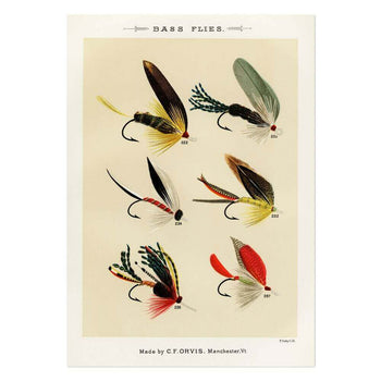 Bass Flies 9 Art Print