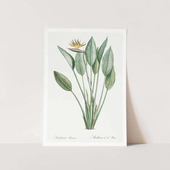 Bird of Paradise Leaves Plant Art Print